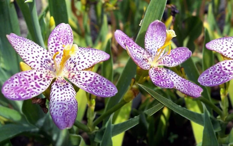 Lollipop Candy Lily - X Pardancanda - 1 Gallon Pot - Image 7