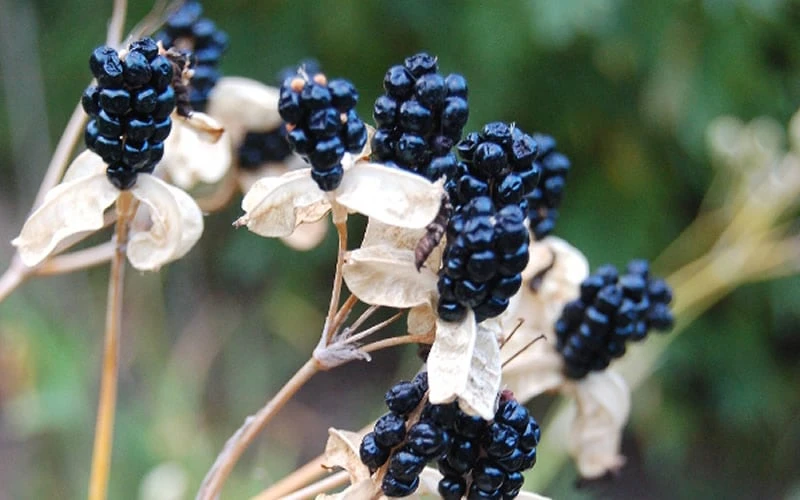 Lollipop Candy Lily - X Pardancanda - 1 Gallon Pot - Image 8