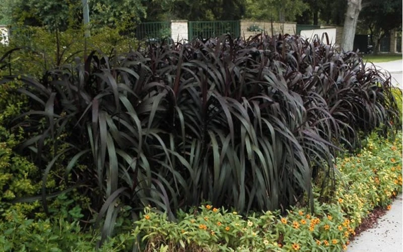 Princess Caroline Purple Fountain Grass (Pennisetum) - 6 Pack Of 1 Gallon Pots - Image 4