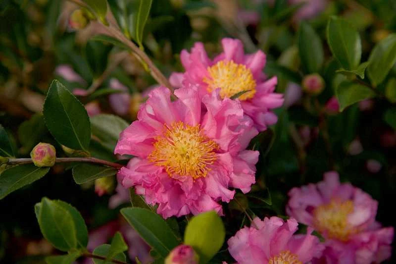 October Magic Carpet Dwarf Camellia - 1 Gallon Pot - Image 4