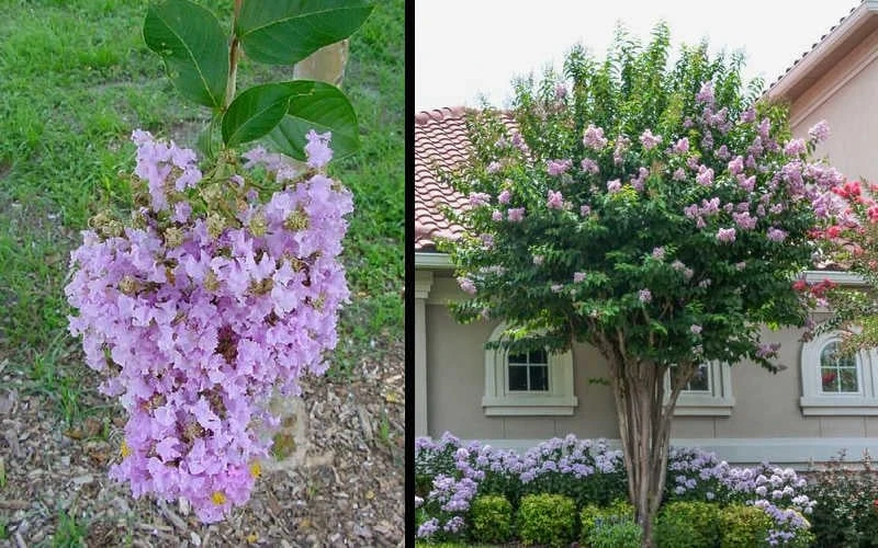 Muskogee Lavender Crape Myrtle - 3 Gallon Pot - Image 4