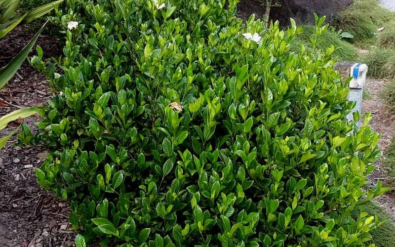 August Beauty Gardenia - 3 Gallon Pot - Image 6