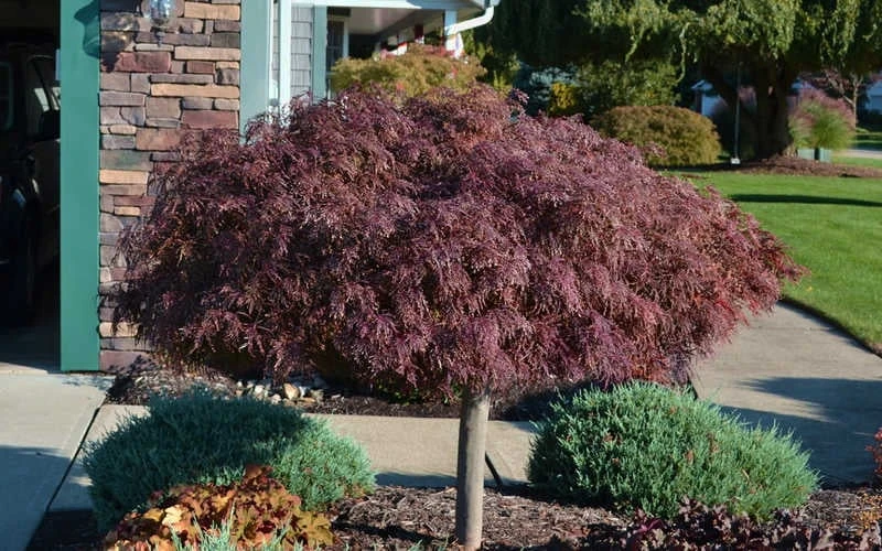 Crimson Queen Dwarf Japanese Maple - 5 Gallon Pot - Image 6