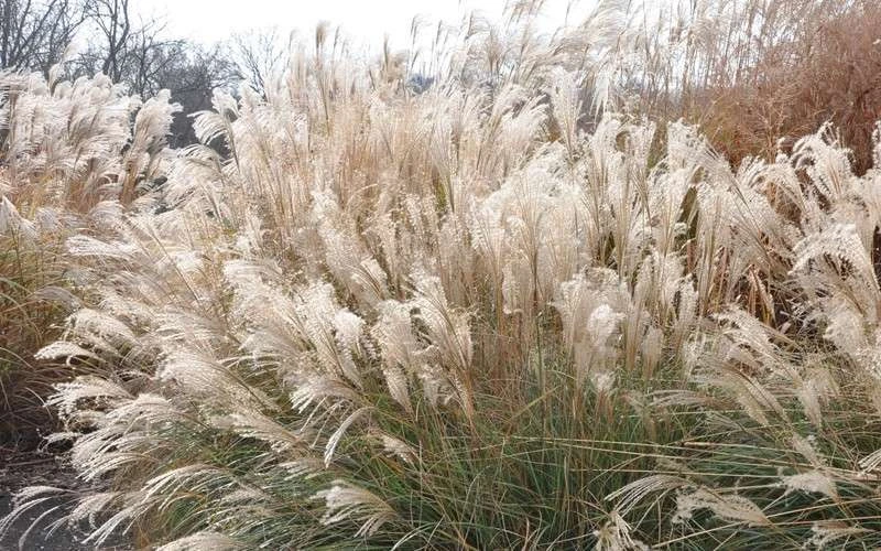 Adagio Dwarf Maiden Grass (Miscanthus Sinensis) - 6-Pack Of 1 Gallon Pots - Image 7