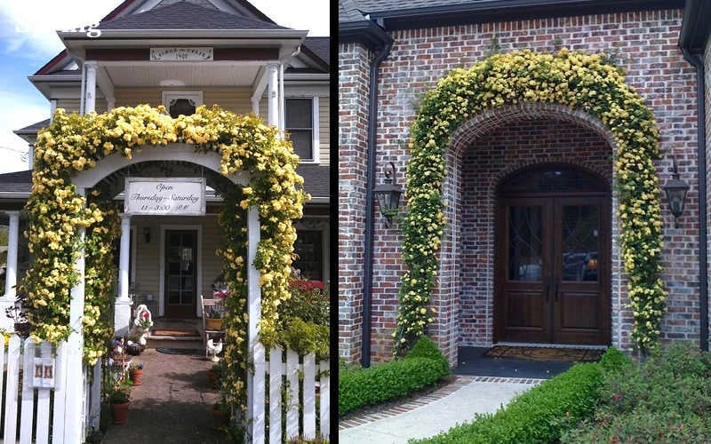 Lady Banks Yellow Rose - 5 Gallon Pot - Image 6