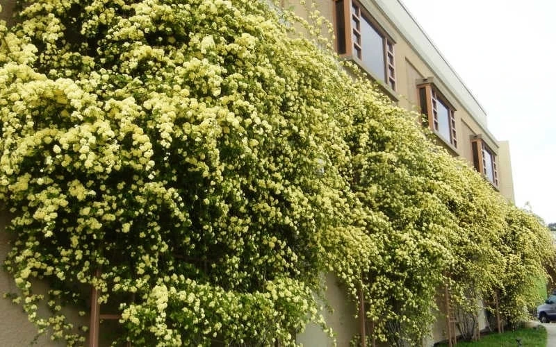 Lady Banks Yellow Rose - 5 Gallon Pot - Image 9