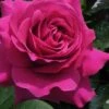 Brindabella Purple Prince Shrub Rose - 1 Gallon Pot