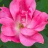 Pink Knock Out Rose - 1 Gallon Pot