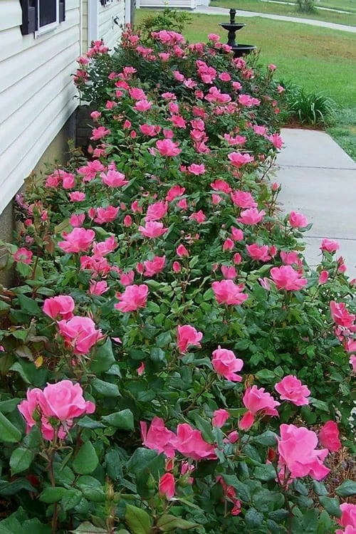 Pink Knock Out Rose - 3 Gallon Pot - Image 4