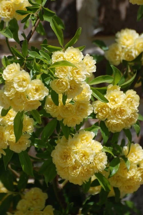 Lady Banks Yellow Rose - 2 Gallon Pot - Image 5