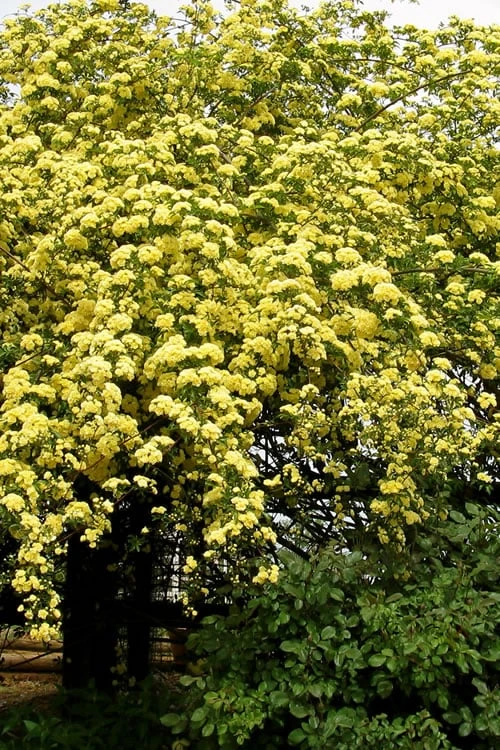 Lady Banks Yellow Rose - 5 Gallon Pot - Image 4