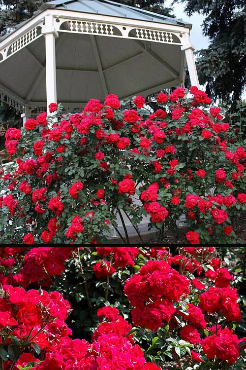 Linda Campbell Hybrid Rugosa Rose - 3 Gallon Pot - Image 4