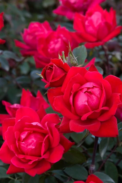 Red Double Knock Out Rose - 5 Gallon Pot - Image 5