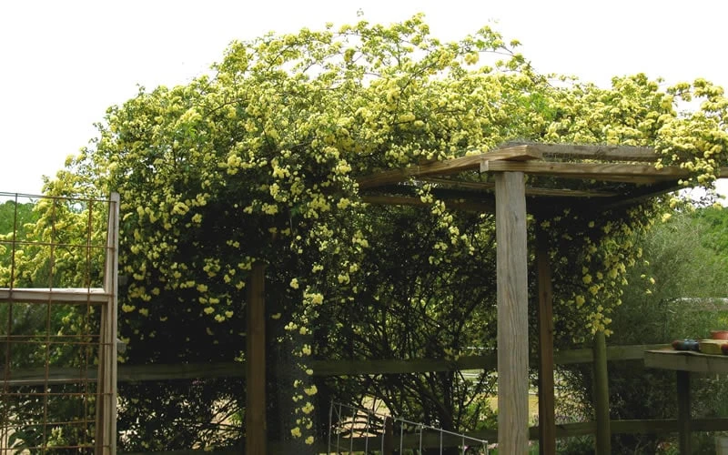 Lady Banks Yellow Rose - 5 Gallon Pot - Image 10