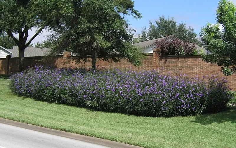 Purple Showers Mexican Petunia - Ruellia - 1 Gallon Pot - Image 6