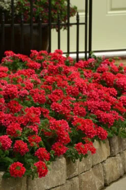 EnduraScape Red Verbena - 5 Pack Of Pint Pots