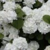 Popcorn Snowball Viburnum Bush - 1 Gallon Pot