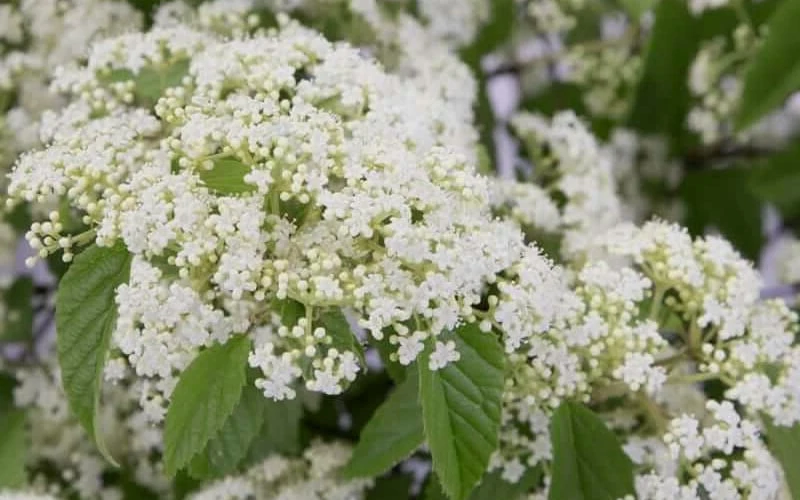 Snow Joey Viburnum - 2 Gallon Pot - Image 6