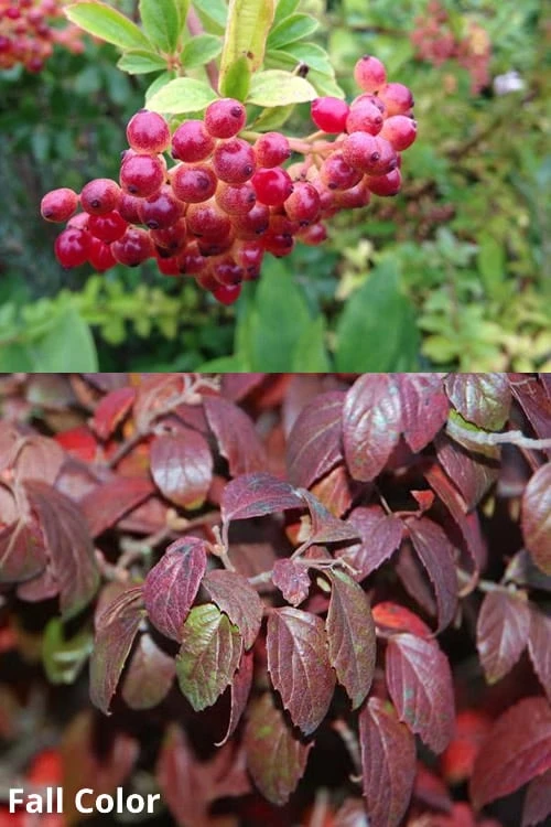 Snow Joey Viburnum - 2 Gallon Pot - Image 5