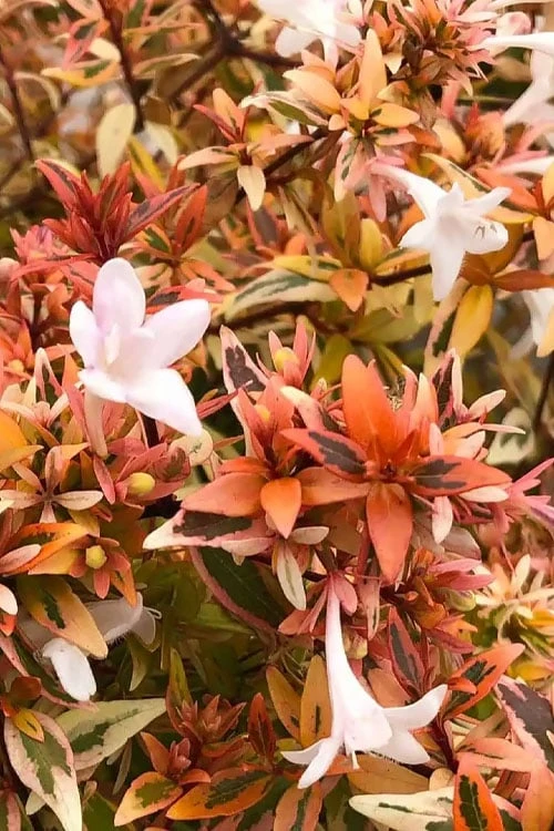 Suntastic Peach Dwarf Abelia - 3 Gallon Pot - Image 8