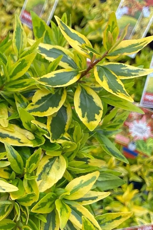 Suntastic Peach Dwarf Abelia - 3 Gallon Pot - Image 6