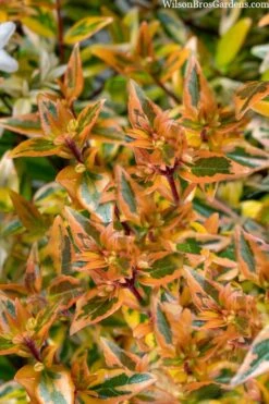 Suntastic Peach Dwarf Abelia - 3 Gallon Pot