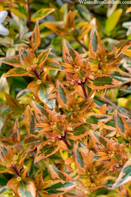 Suntastic Peach Dwarf Abelia - 3 Gallon Pot
