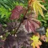 Burgundy Jewel Vine Maple (Acer Circinatum) - 5 Gallon Pot