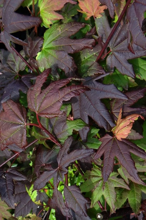 Burgundy Jewel Vine Maple (Acer Circinatum) - 1 Gallon Pot - Image 7