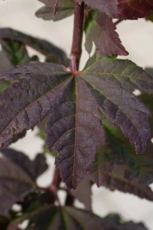 Burgundy Jewel Vine Maple (Acer Circinatum) - 1 Gallon Pot - Image 8