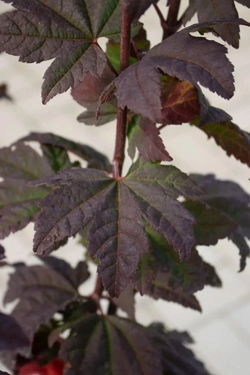 Burgundy Jewel Vine Maple (Acer Circinatum) - 5 Gallon Pot - Image 4