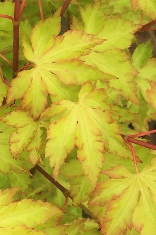 Anne Irene Japanese Maple - 3 Gallon Pot - Image 7