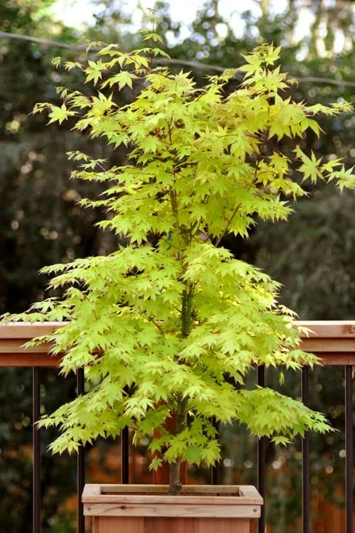 Anne Irene Japanese Maple - 3 Gallon Pot - Image 6