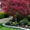 Ribbon Leaf Japanese Maple (Acer Palmatum 'Atrolineare') - 3 Gallon Pot