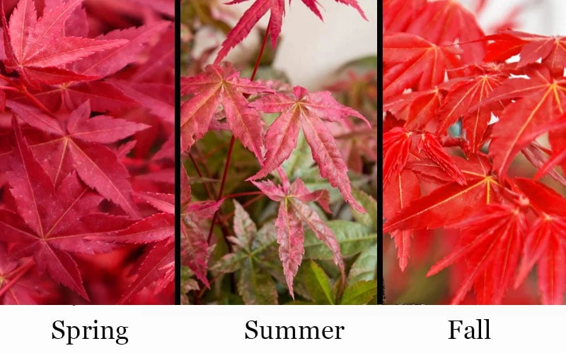 'Beni Maiko' Red Dancing Girl Japanese Maple - 2 Gallon Pot - Image 4