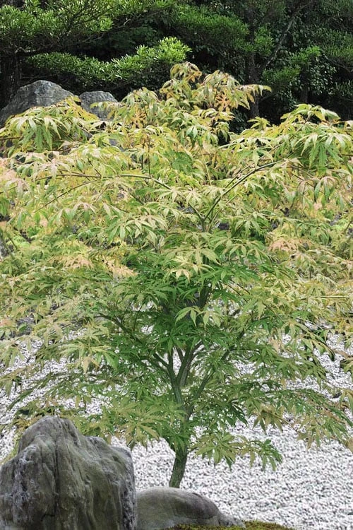 Blonde Beauty Japanese Maple - 3 Gallon Pot - Image 5