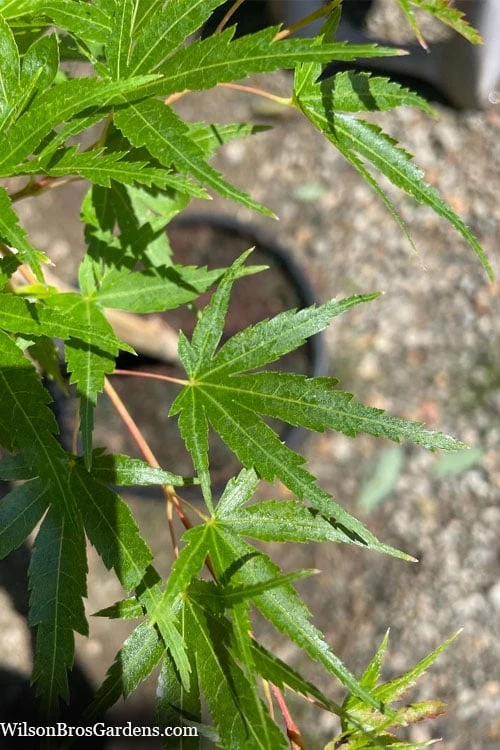 Corvallis Broom Dwarf Coral Bark Japanese Maple - 3 Gallon Pot - Image 9