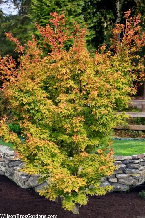 Corvallis Broom Dwarf Coral Bark Japanese Maple - 3 Gallon Pot - Image 5