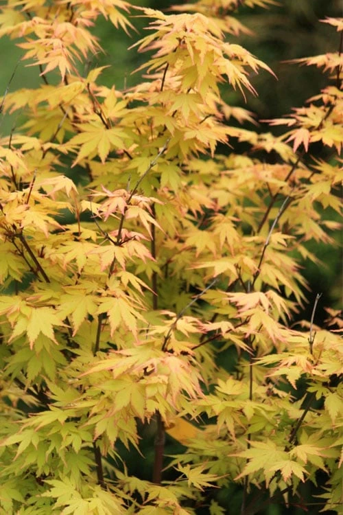 Spring Orange Japanese Maple (Acer Palmatum 'Daidai Haru) - 3 Gallon Pot - Image 5