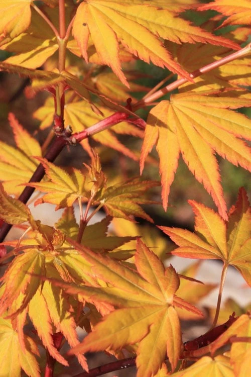 Spring Orange Japanese Maple (Acer Palmatum 'Daidai Haru) - 3 Gallon Pot - Image 8