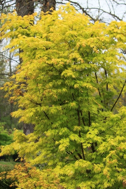 Spring Orange Japanese Maple (Acer Palmatum 'Daidai Haru) - 3 Gallon Pot - Image 6