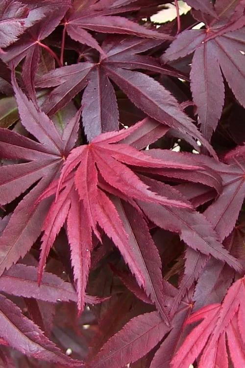 Emperor 1 Japanese Maple - 3 Gallon Pot - Image 6