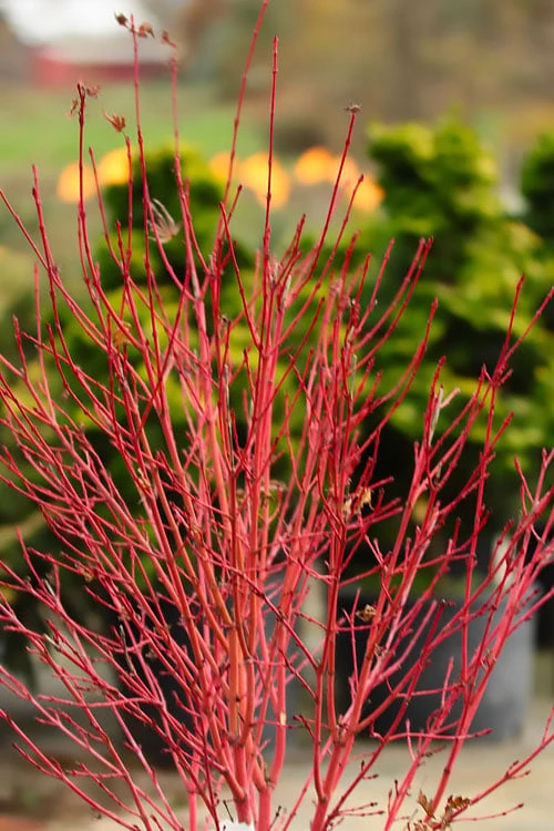 Corvallis Broom Dwarf Coral Bark Japanese Maple - 3 Gallon Pot - Image 4
