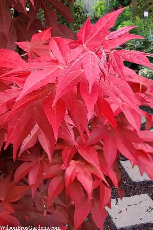 Gable's Glory Chameleon Japanese Maple - 3 Gallon Pot - Image 6