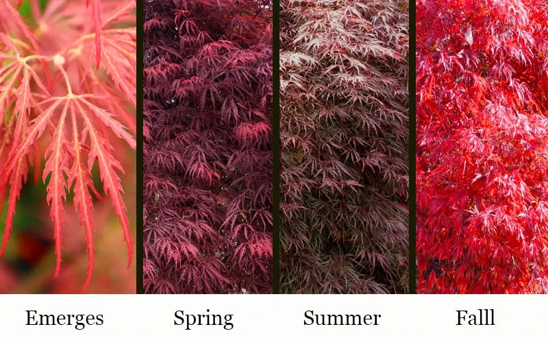 Garnet Laceleaf Japanese Maple - 3 Gallon Pot - Image 4