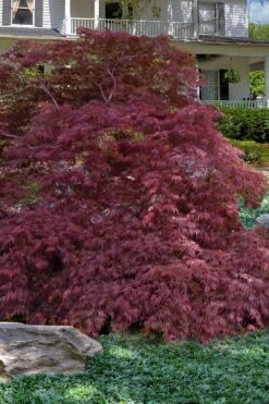Garnet Laceleaf Japanese Maple - 3 Gallon Pot
