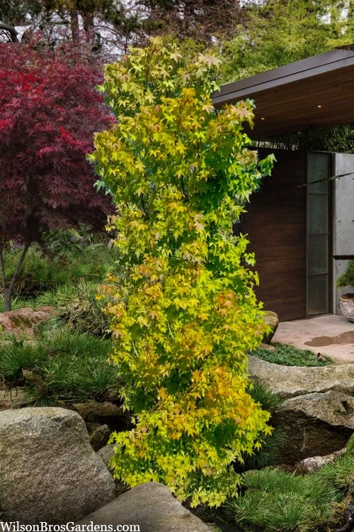 Skyscraper Columnar Japanese Maple - 1 Gallon Pot - Image 4