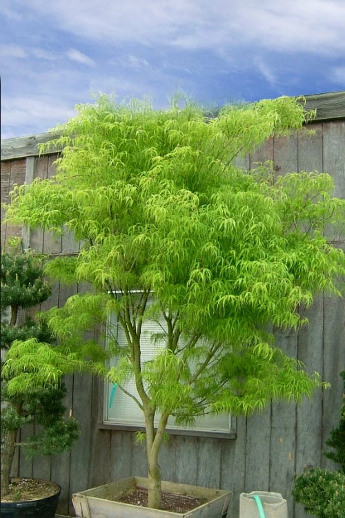 Koto No Ito Japanese Maple - 3 Gallon Pot - Image 8