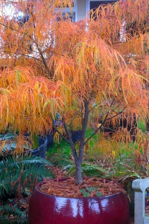 Koto No Ito Japanese Maple - 3 Gallon Pot - Image 6