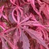 Lileeanne's Jewel Pink Leaf Japanese Maple - 1 Gallon Pot